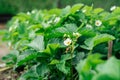 White blooming strawberry flowers with green leaves grow on bed in garden in sunny summer day. Organic, farm, vitamins. Royalty Free Stock Photo