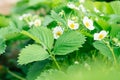 White blooming strawberry flowers with green leaves grow illumined by sunlight in garden. Nature, vitamins. Close up. Royalty Free Stock Photo