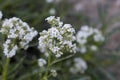 ERIODICTYON TRICHOCALYX BLOOM - SAN BERNARDINO MTNS - 060920 A