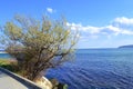 White blossoming tree by blue sea Royalty Free Stock Photo