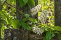 White blooming tree branch close-up, cherry blossom flowers, small white flowers on a rustic wooden fence, a rustic landscape. A s Royalty Free Stock Photo