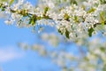 White blooming tree branch in spring