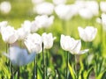 White blooming tulips on sunlight in the garden. Nature, spring