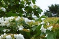 White blooming viburnum flowers with tiny budding berries in the inflorescence