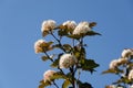 White blooming viburnum snowball bush blooms