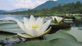 White blooming water lily flower close-up Royalty Free Stock Photo