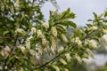 White blooming of wild bird cherry tree with green leaves is in a park Royalty Free Stock Photo