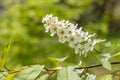 White blooming of wild bird cherry tree with green leaves is in a park in spring Royalty Free Stock Photo