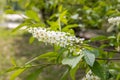 White blooming of wild bird cherry tree with green leaves is in a park in spring Royalty Free Stock Photo