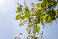 White blooming of wild bird cherry tree with green leaves is in a park in spring Royalty Free Stock Photo
