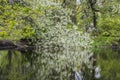White blooming of wild bird cherry tree with green leaves in a park in spring by a pond Royalty Free Stock Photo