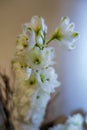 Cluster of white flowers inside a home Royalty Free Stock Photo