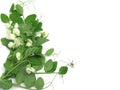 White blooms of a snow pea Royalty Free Stock Photo