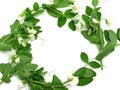 White blooms of a snow pea Royalty Free Stock Photo