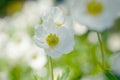 White blooms of snowdrop anemone