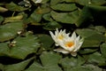 The white blooms of a Water Lily