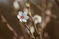 White blossom on an almond tree brach