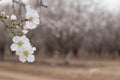 White blossom Almond tree flowers focus and Almond grove blurred background