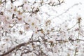 White blossom Almond tree flowers light background Royalty Free Stock Photo