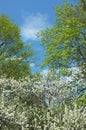 White blossom apple tree