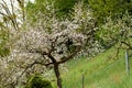 White blossom of apple trees in springtime