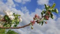 white blossom of apple trees in springtime against the sky with clouds Royalty Free Stock Photo