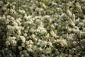 white blossom of apple trees in springtime Royalty Free Stock Photo