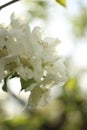 white blossom of apple trees in springtime Royalty Free Stock Photo