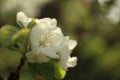 white blossom of apple trees in springtime Royalty Free Stock Photo