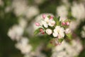 white blossom of apple trees in springtime Royalty Free Stock Photo