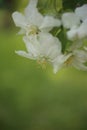 white blossom of apple trees in springtime Royalty Free Stock Photo