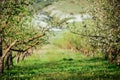 White blossom of apple trees in springtime Royalty Free Stock Photo