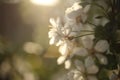 white blossom of apple trees in springtime Royalty Free Stock Photo