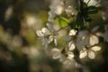 white blossom of apple trees in springtime Royalty Free Stock Photo