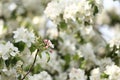 white blossom of apple trees in springtime Royalty Free Stock Photo