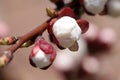 White blossom on apricot tree