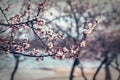 White Blossom Apricot Tree Branch, during Spring Season Royalty Free Stock Photo