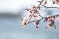 White Blossom Apricot Tree Branch, during Spring Season Royalty Free Stock Photo