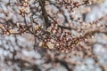 White Blossom Apricot Tree Branch, during Spring Season Royalty Free Stock Photo