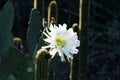 White blossom on Argentine Giant cactus from South America, backlit from morning sun; succulent plants in the background