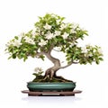 White Blossom Azalea Bonsai Tree: Timeless Artistry In Balanced Proportions
