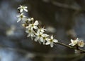 White blossom on a blackthorn tree branch Royalty Free Stock Photo