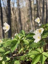 White blossom bloom in spring