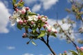 White blossom branch, Apple fruit tree in spring with blue sky