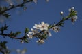 White blossom branch on a plum fruit tree against the blue sky i Royalty Free Stock Photo