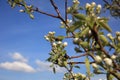 White blossom branch, plum fruit tree in spring