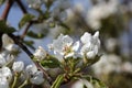 White blossom branch, plum fruit tree in spring with blue sky Royalty Free Stock Photo