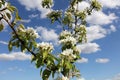 White blossom branch, plum fruit tree in spring with blue sky Royalty Free Stock Photo