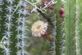 White blossom on Cardon cactus. Second cactus in backround.