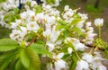 White Blossom Cherry Sakura flower Royalty Free Stock Photo